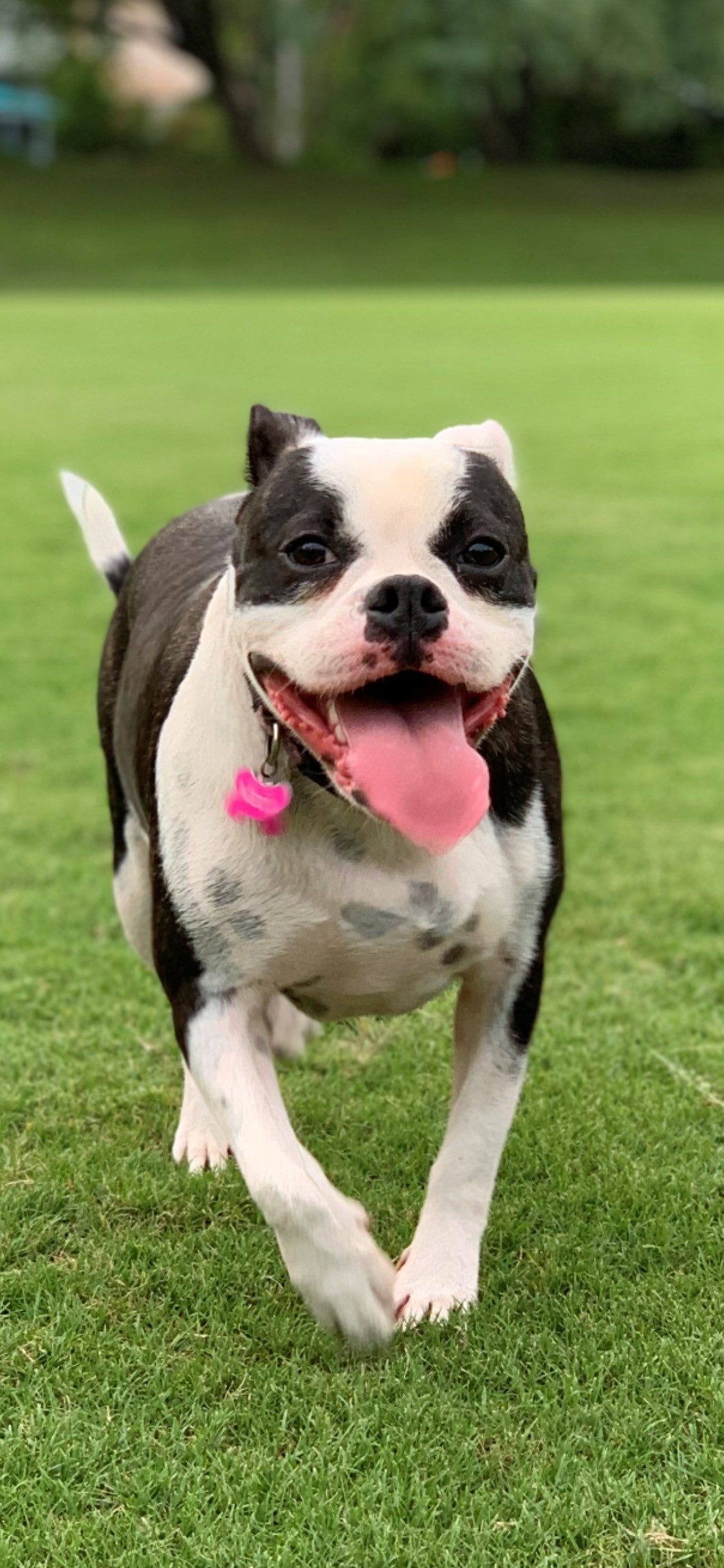 Ivy Street 7 DICKY BEACH Holiday Caloundra