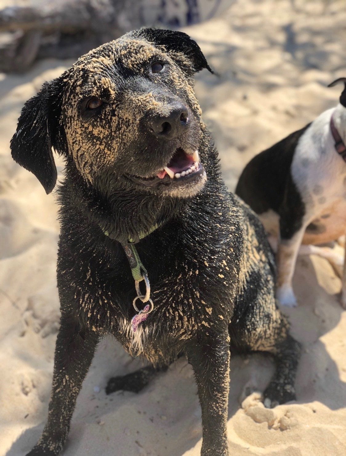 Ivy Street 7 DICKY BEACH Holiday Caloundra